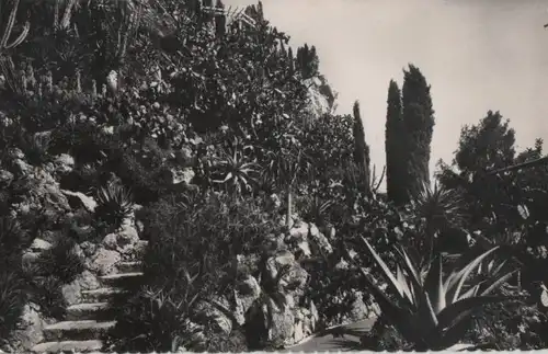 Monaco - Monaco - Monaco - Jardin Exotique, Allee des aloes - ca. 1955
