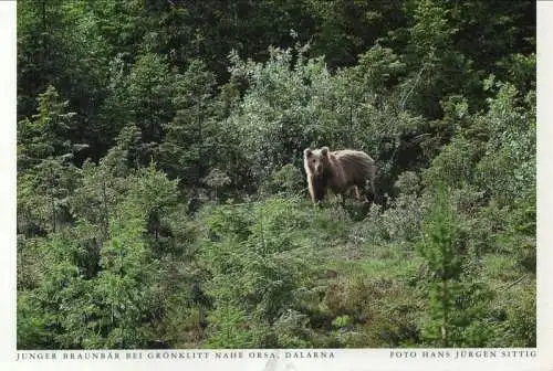 Schweden - Dalarna - Schweden - Grönklitt bei Orsa -  junger Braunbär