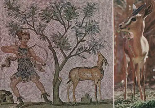 Tunesien - Tunesien - Tunesien - Mosaik von Bardo und Gazelle der Sahara - ca. 1985