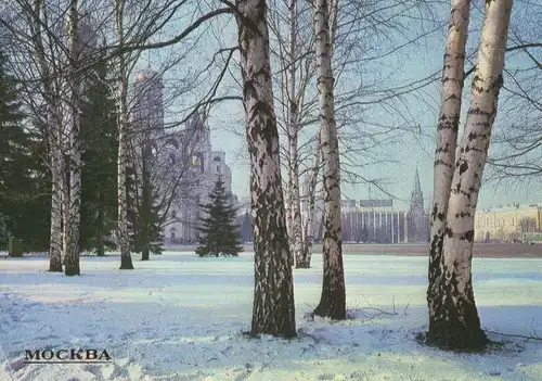 Russland - Moskau - Russland - Birken im Winter