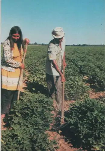 Paraguay - Paraguay - Filadelfia - Indigenas en su chacra - ca. 1980