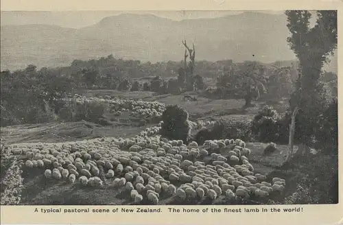 Neuseeland - Neuseeland - Neuseeland - typical pastoral scene