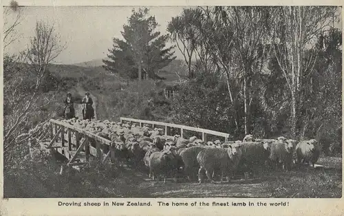 Neuseeland - Neuseeland - Neuseeland - Droving sheep