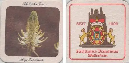 Bierdeckel quadratisch - Wallerstein - Ährige Teufelskralle