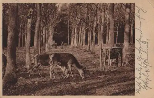 Tiere im Wald - 1933