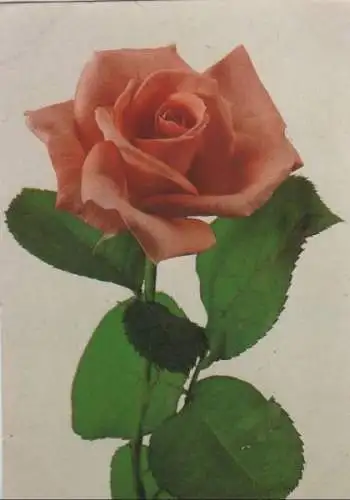 Rose blühend