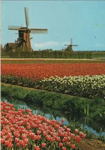 Niederlande - Niederlande - Holland - Blumenschmuck - ca. 1980