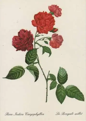 Rosa Indica Caryophyllea blühend