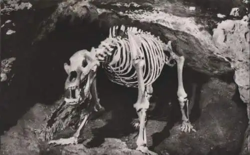 Teufelshöhle (Fränk. Schweiz) - Höhlenbär - ca. 1955