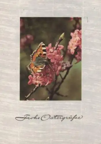 Frohe Ostergrüße Schmetterling