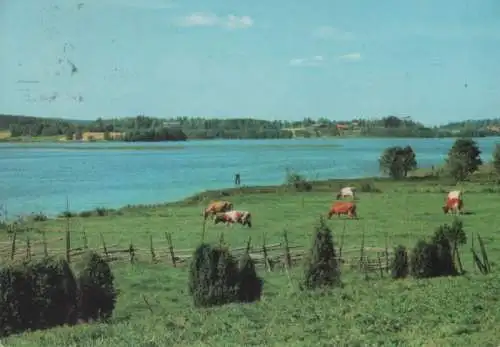 Finnland - Suomi - Finnland - Kühe am Wasser