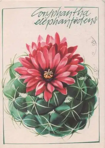 Elefantenzahn Coryphantha elephantidens