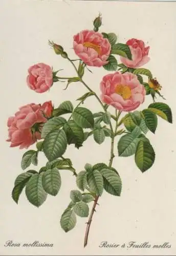 Rosa mollisima blühend