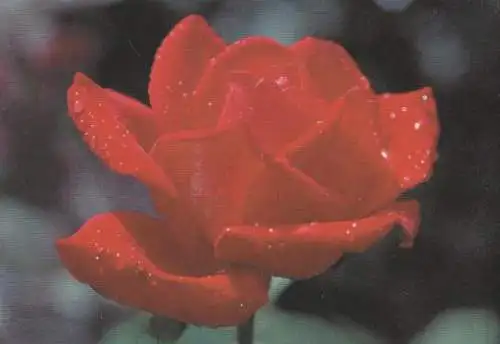 rote Rose - 2004