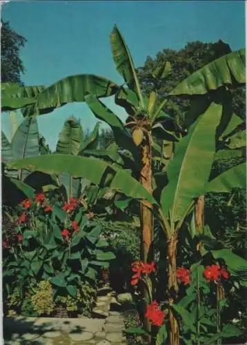 Mainau - Bananenstaude mit Blüten - 1985