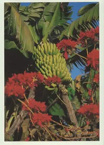 Spanien - La Palma - Spanien - Bananenstaude