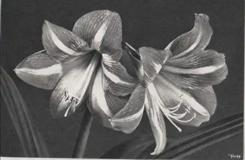 Amaryllis zwei Blüten