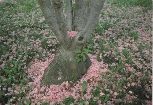 Rosa Blumen am Baumstamm