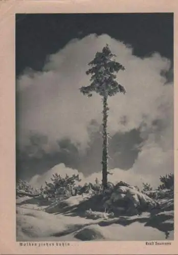 Wolken ziehen dahin Nadelbaum