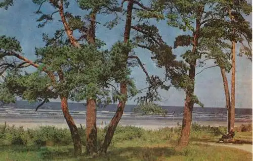 Lettland - Jurmala - Lettland - Kiefern in Melluzi