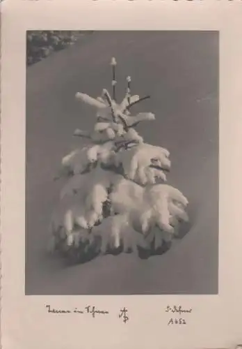 Tanne im Schnee - ca. 1950