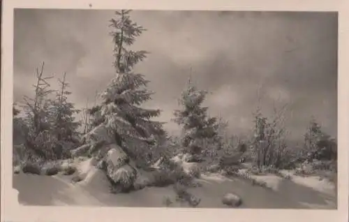 Nadelbäume im Schnee - ca. 1955