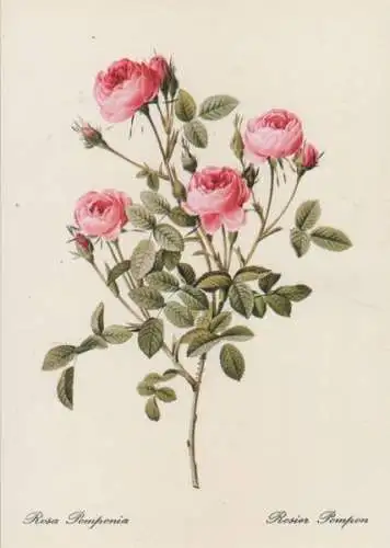 Rosa Pomponia blühend