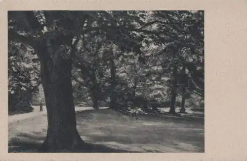 Bäume im Park - ca. 1955