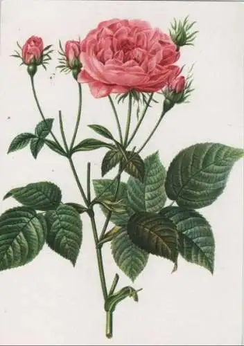 Rosa GallicaGranatus blühend