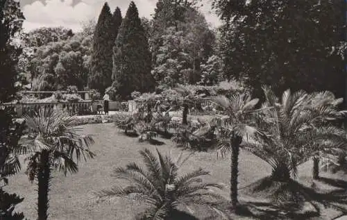 Mainau - Palmenhain - ca. 1965