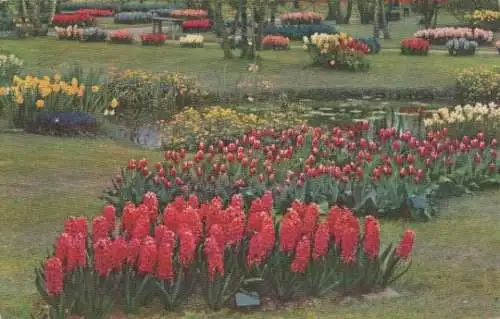 Niederlande - Bloemenvelden in Bloei - 1959