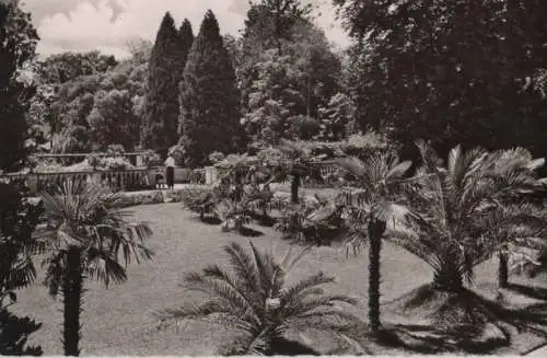 Mainau - Palmenhain - ca. 1960