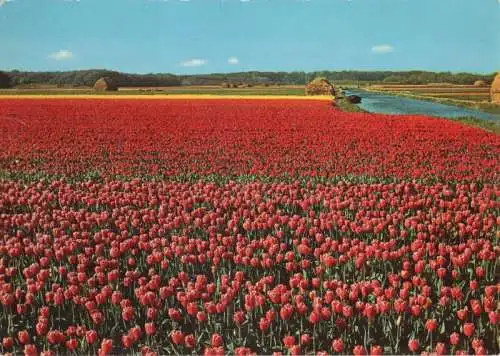 Niederlande - Holland - Niederlande - Blumenland