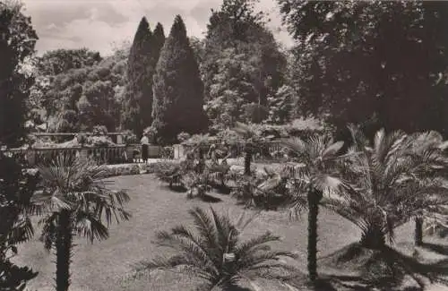 Mainau - Palmenhain - 1961