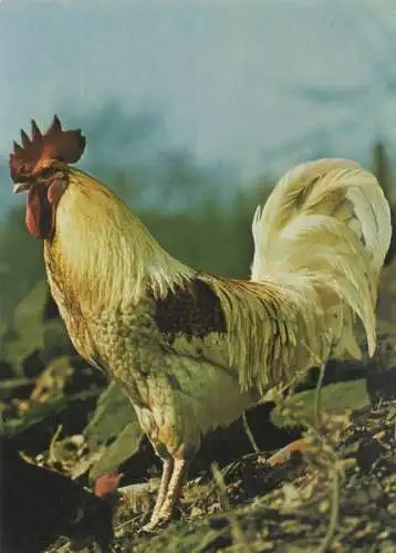 Haushahn - Gallus domesticus