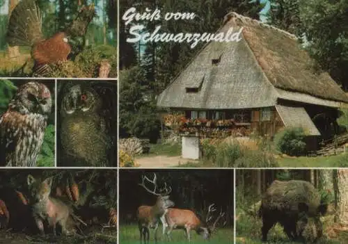 Schwarzwald - Tierwelt im südl. Teil - 1975