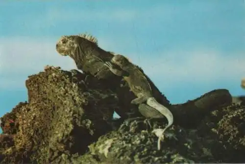 Ecuador - Galapagosinseln - Ecuador - Iguana