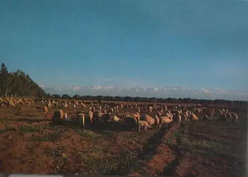 Marokko - Marokko - Marrakech - Marrakesch - Pastorale - ca. 1980