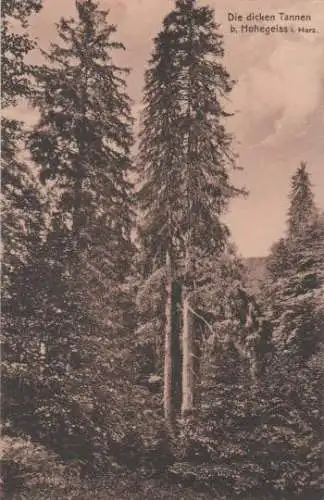 Braunlage - Hohegeiss - Dicke Tannen - ca. 1955