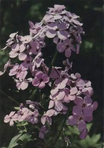 Nachtviole blühend