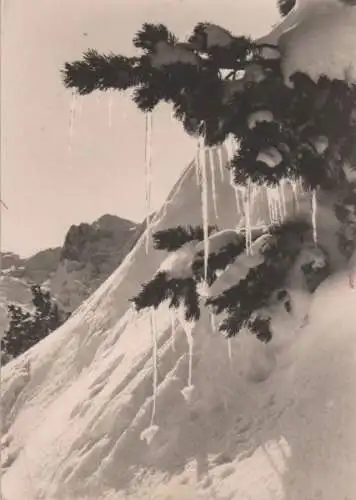 Zweig unter Schnee am Berg - ca. 1960