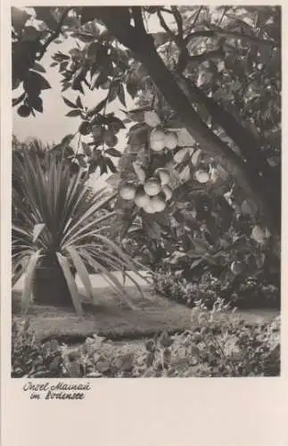 Insel Mainau im Bodensee - ca. 1955