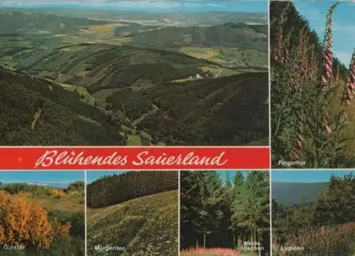 Sauerland - Blüten - 1986