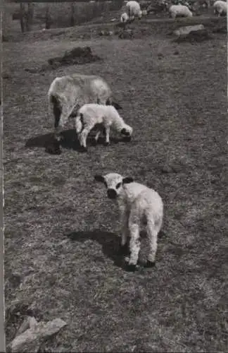 Schafe - Der kleine Neugierige - 1956