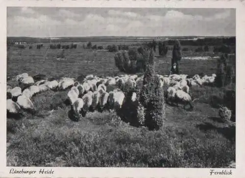 Lüneburger Heide - Schafe