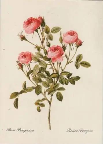 Rosa Pomponia blühend