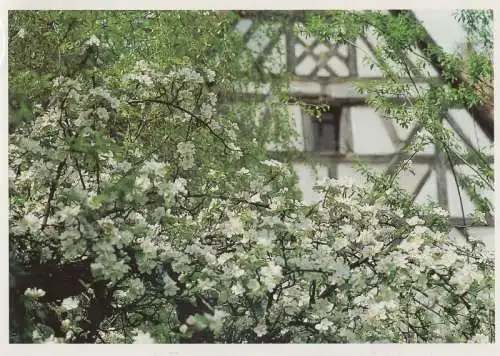 Kirschblüte vor Fachwerk