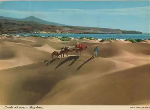 Spanien - Maspalomas - Spanien - Camels and dunes