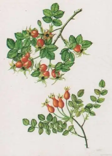 Rosarium Sangerhausen Rosa mopesii