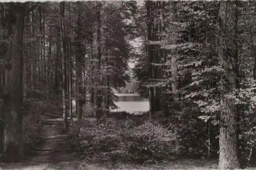 Holsteinische Schweiz - Durchblick zum Ukleisee - ca. 1960